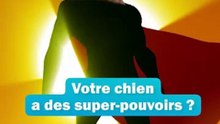 Votre chien a des super-pouvoirs ? 😮