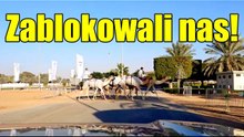 Dubaj bez Burj Khalifa: darmowe wyścigi wielbłądów na torze Al Marmoom