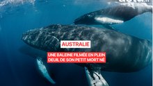 Une baleine filmée en plein deuil de son petit pour la première fois