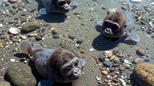 This Sea Creature Literally Has a Gorilla Face!