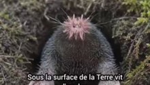 La taupe à nez étoilé : le nez le plus étrange du monde ! 🤯🌟