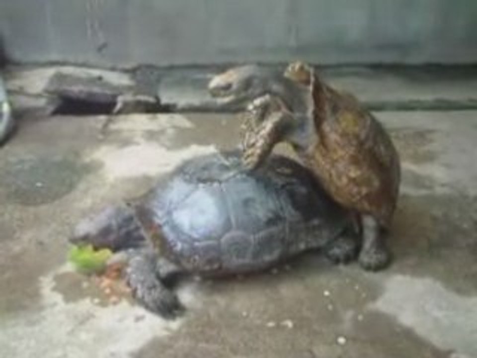 Turtle Loving