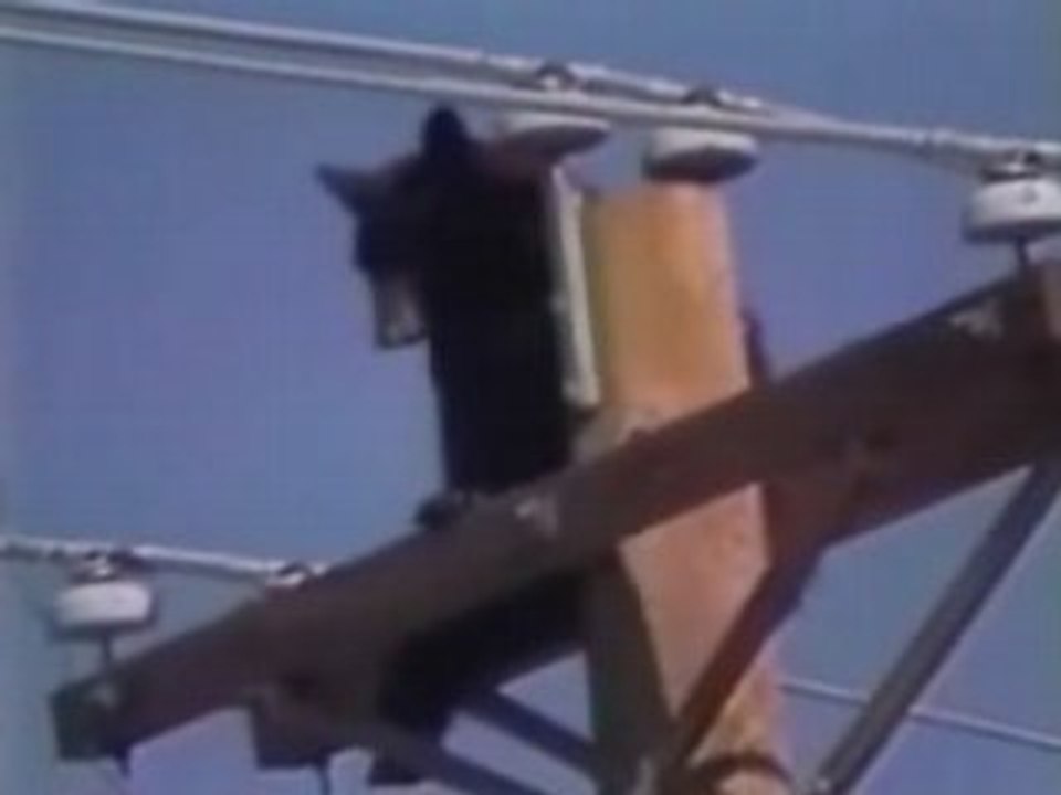 Bear Climbs Electrical Pole And Gets Shocked