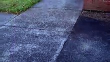 Un wallaby bicolore perd son petit en plein quartier résidentiel à Warrnambool