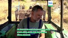 Πατάτα Νάξου: Σε κίνδυνο μια παραδοσιακή καλλιέργεια αιώνων