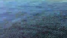 Un dauphin chasse en frappant son poisson… qui finit sur le ponton juste à côté !