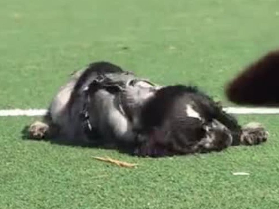 Zu sehr gefreut und er schläft ein: cocker spaniel gösta geht viral