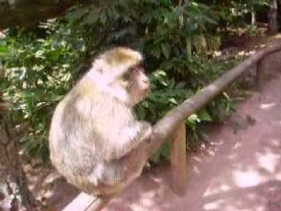 Montagne des singes2