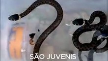 cobras resgatadas
