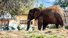 ¿Hay Demasiados Animales… o Demasiado Humanos La Crisis de África en 2026