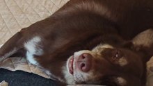 Head of Security… on duty 😂🐾💤