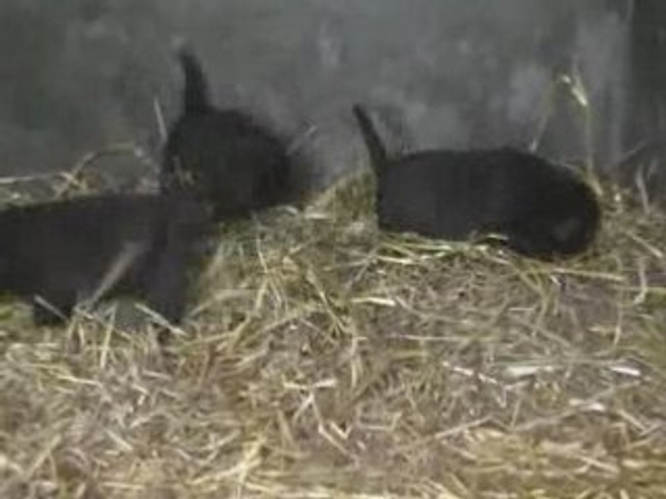 Labradors du taillis Madame : Chiots Uris