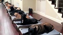 Quand tu rentres dans le Dortoir des chiens