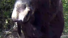 European Wildlife Shorts: September Daytime Encounters