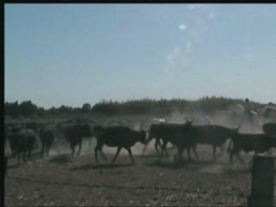 Vis de garcon 2