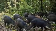 Les animaux les plus dangereux du Monde 🤯 (PART 4)
