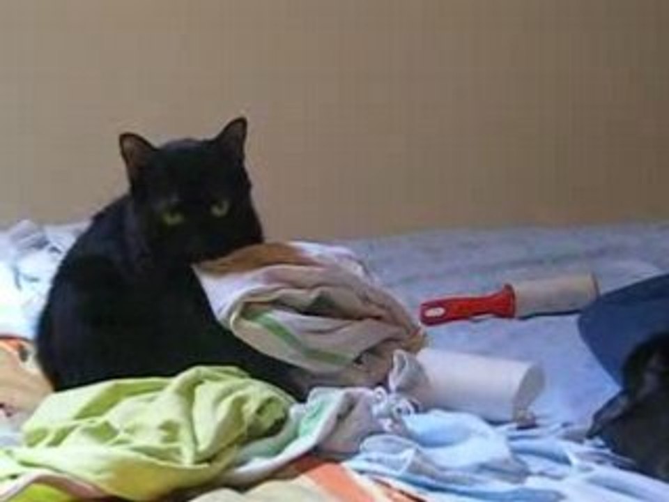 Gatto fornaio