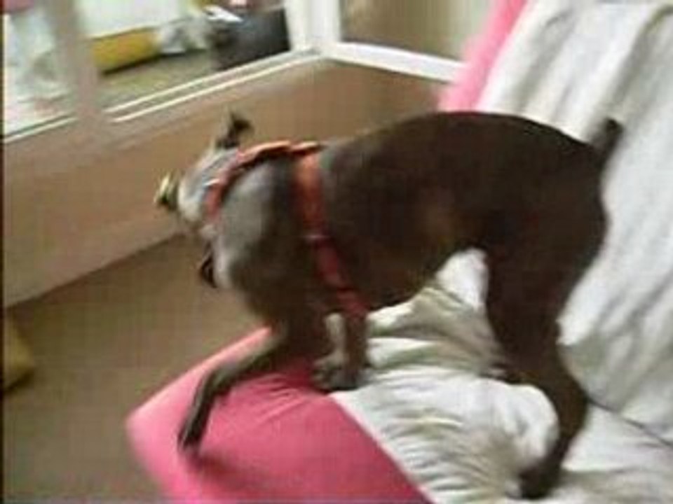 boxer joue avec un chausson