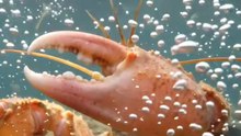 This Snap Is Louder Than a Gunshot | Pistol Shrimp's Sonic Strike | Deep Wildlife