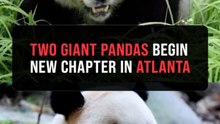 Pandas Ping Ping, Fu Shuang leave China for 10-year US stay