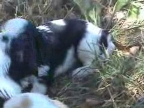 Dark mâle cavalier king charles