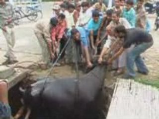 Gayee Bhains Paani Main