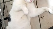 😴 El momento exacto en que Pernanca decidió que la oficina era su cama 🐾😂 #shorts #felino #michi