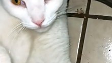 😺 Así es trabajar cuando tu jefe es un gato llamado Pernanca 🐾💖 #michi #animal #mascota #felino