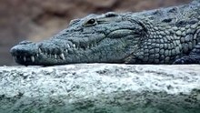 Crocodiles Do Not Die Of Old Age