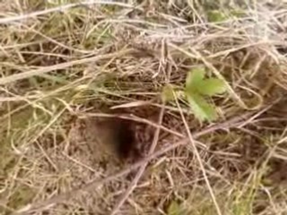 Abeilles de Terre et ruche