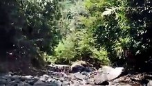 Akibat kemarau panjang sungai pun kering