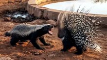 Neither One Is Backing Down | Honey Badger vs Cape Porcupine | Deep Wildlife