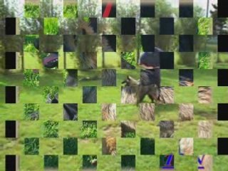 Cybèle de TLN , jeune Tervueren à l'entraînement