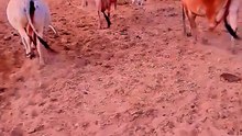 A Beautiful Farm Moment