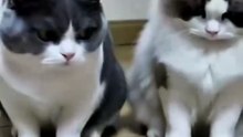 funny cat cool