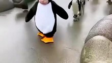 Funny penguin