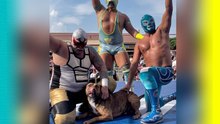Perrito callejero se mete a lucha libre y apoya a los técnicos