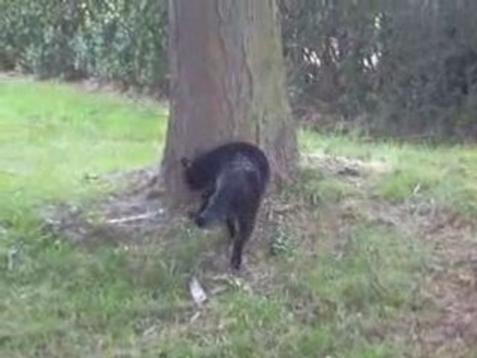 Fifi & O'Malley en vadrouille