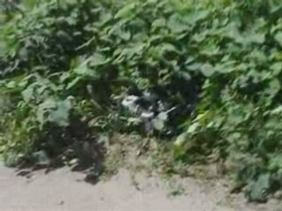 ViD2