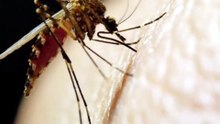 can you get mosquitoes in the uk in october