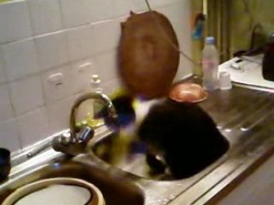 chat robinet