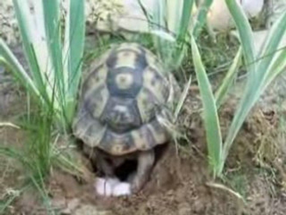 Ponte tortue_2008