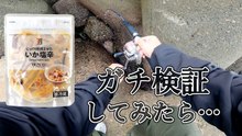 イカの塩辛で穴釣り検証　漁港の穴に落とすと魚は釣れるのか