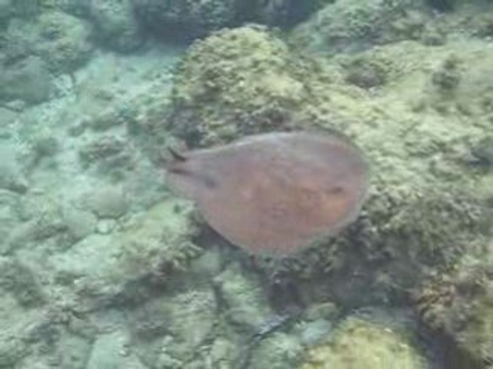 Torpille