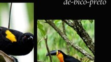 Aves