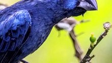 AZULÃO: VEJA ONDE ELE VIVE NO BRASIL E FORA DO PAÍS! 🐦💙  Hashtags: #Azulão #PassarosDoBrasil #AvesDoBrasil #PassarosDeCanto #CuriosidadesDosPassaros