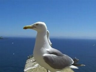 Les mouettes de Bonifacio, prennent la pose!!
