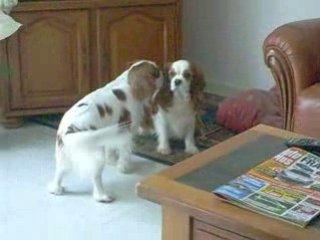 bounty fait des bisous a tracy ( ckc amoureux ?)