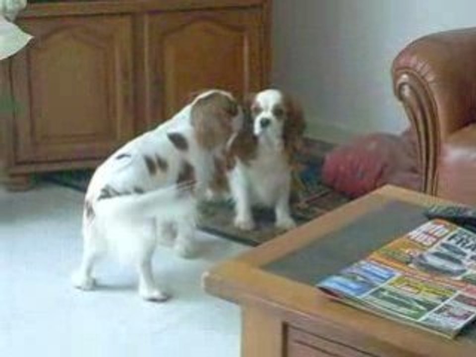 bounty fait des bisous a tracy ( ckc amoureux ?)