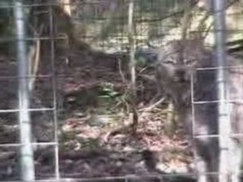 Canadian Lynx Home Improvements